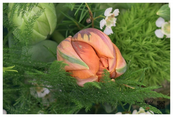 Orange Tulpe im Trauerkranz