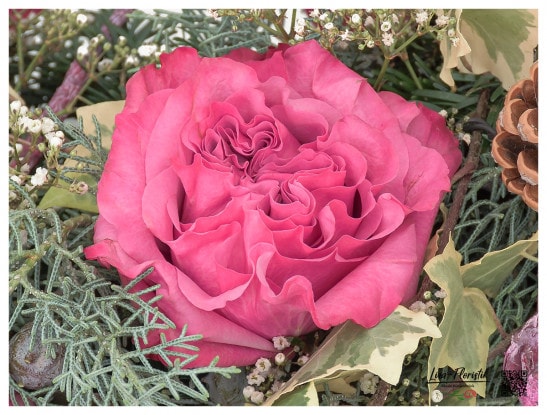 Ecuador Rose Hearts in einem Trauerkranz