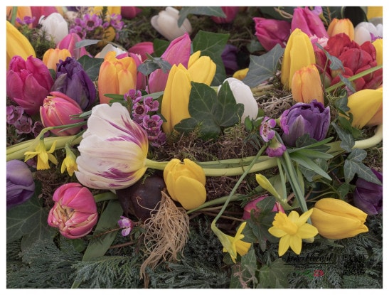 Tulpenzwiebeln, bunten Tulpen, Wachsblumen und Narzissen - Detail