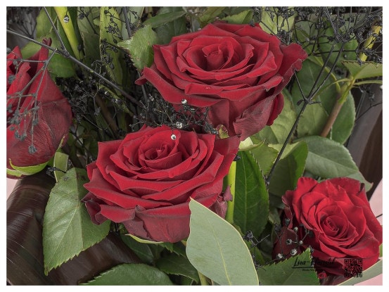 Trauerstrauß - rote Ecuador Rosen - Detail