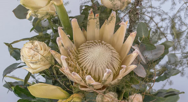Weiße Königsprotea in einem Kondolenzstrauß im Detail
