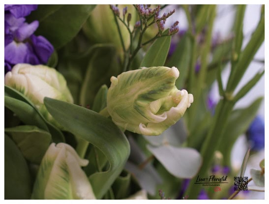 Tulpe - Detail