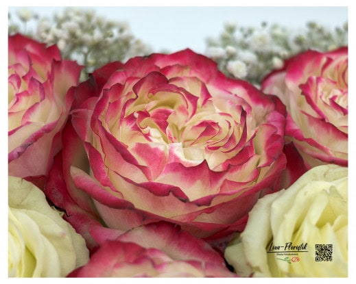 Nahaufnahme einer prachtvollen Rose, deren sanfter Farbverlauf von Creme bis zartem Rosa die Schönheit und Zartheit dieses besonderen Trauergestecks betont.