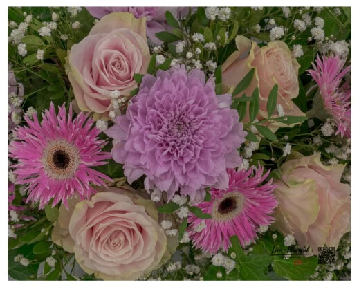 Violette Chrysantheme im Mittelpunkt, umgeben von rosa Rosen, pinken Gerbera und Schleierkraut.
